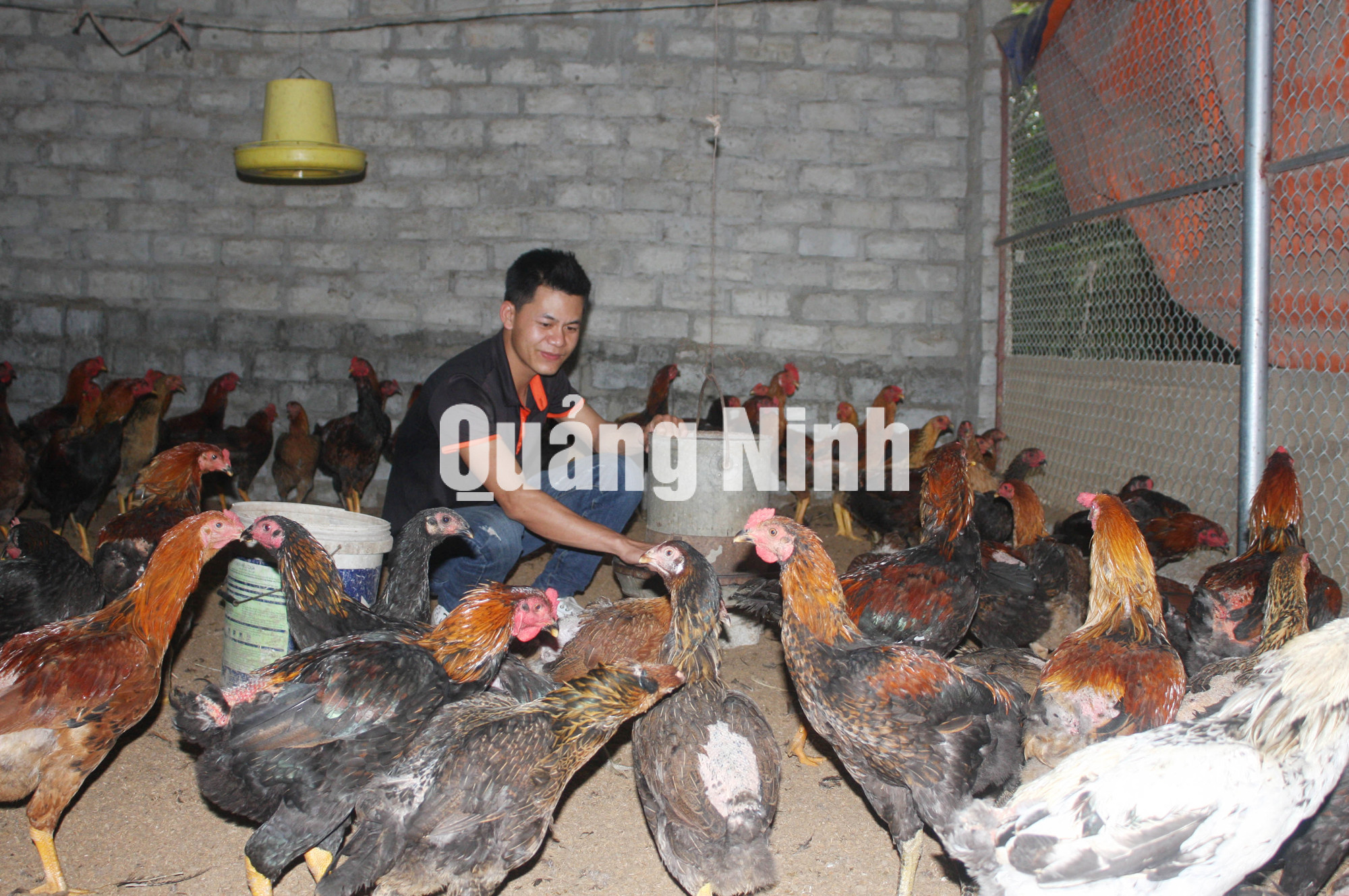 Trang trại gà của gia đình anh Phạm Gia Thành khu Dốc Đỏ 2, phường Phương Đông (4-2018). Ảnh: Nguyễn Dung
