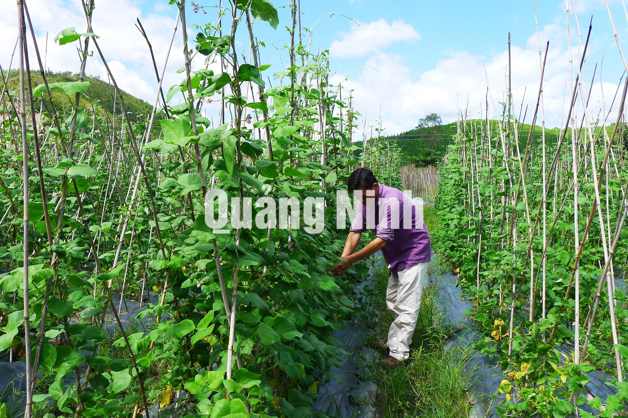 Sản xuất rau an toàn tại HTX Nông nghiệp Hương Việt, TP Uông Bí (10-2018). Ảnh: Hiểu Trân