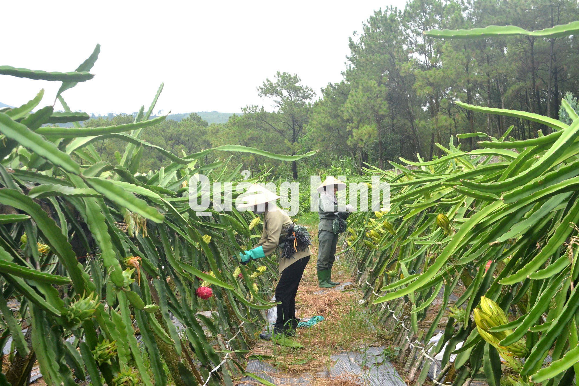 Mô hình trồng thanh long ruột đỏ bằng giàn của HTX Thanh long Uông Bí (11-2018). Ảnh: Dương Trường