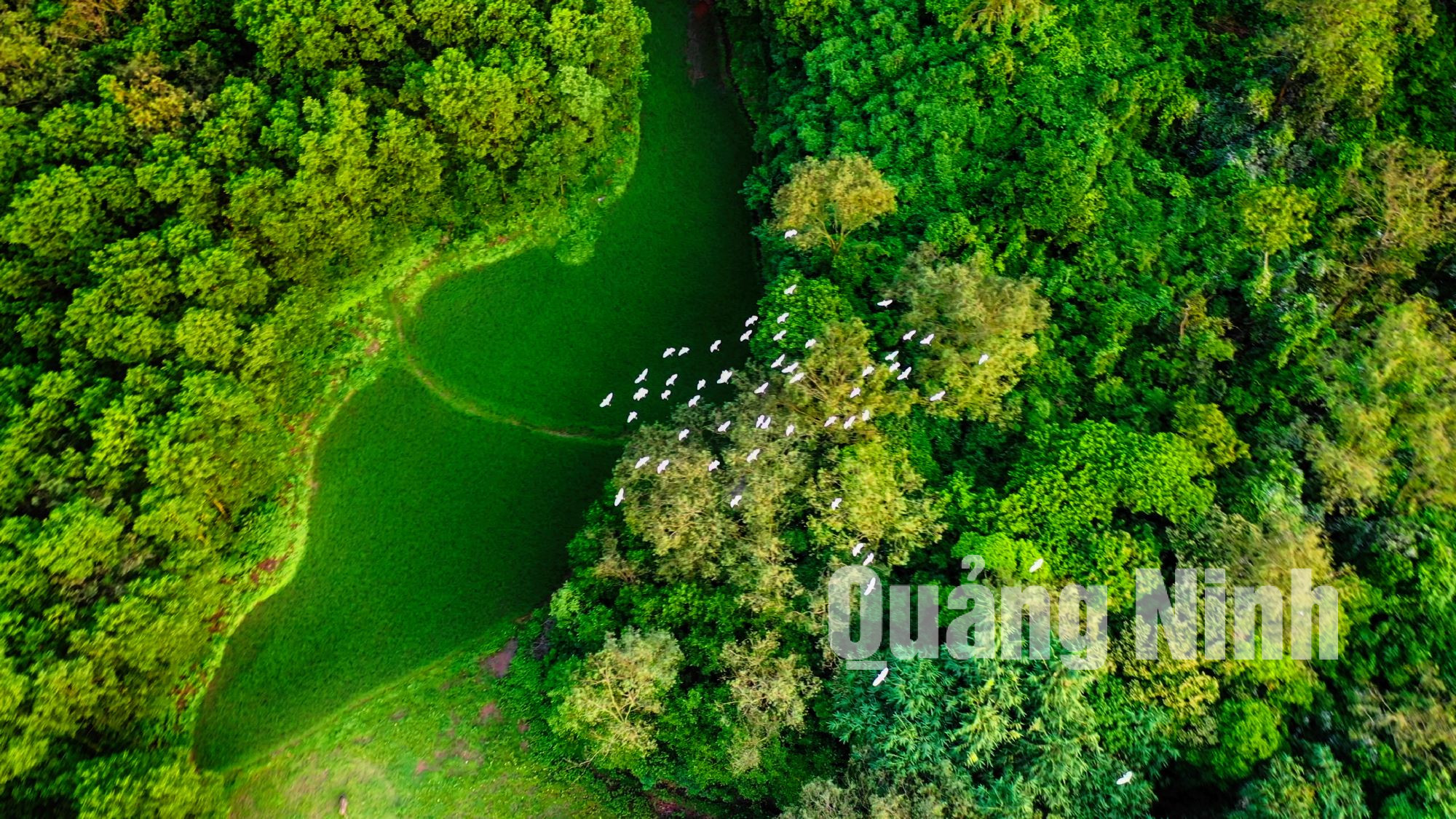 Cánh cò trắng bay trên rừng cây xanh ở núi Núi Hứa làm đẹp thêm bức tranh làng quê.