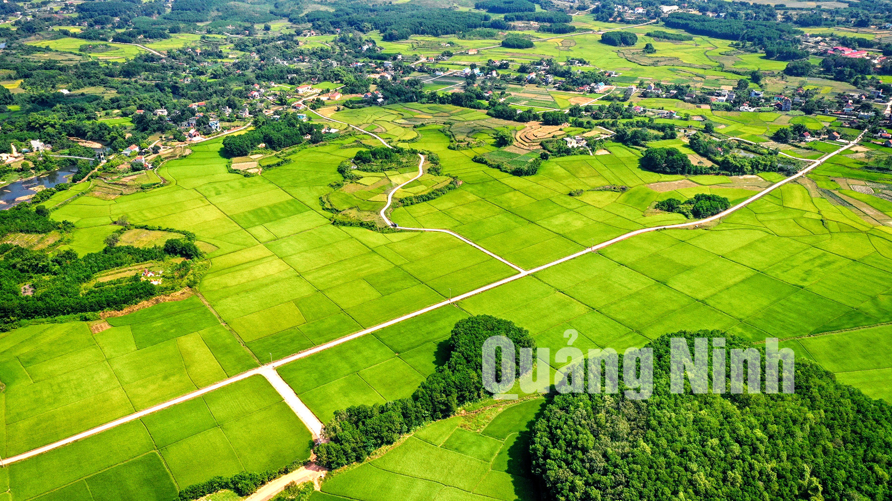 Cánh đồng lúa xanh mướt tại Đầm Hà (5-2020). Ảnh: Hùng Sơn