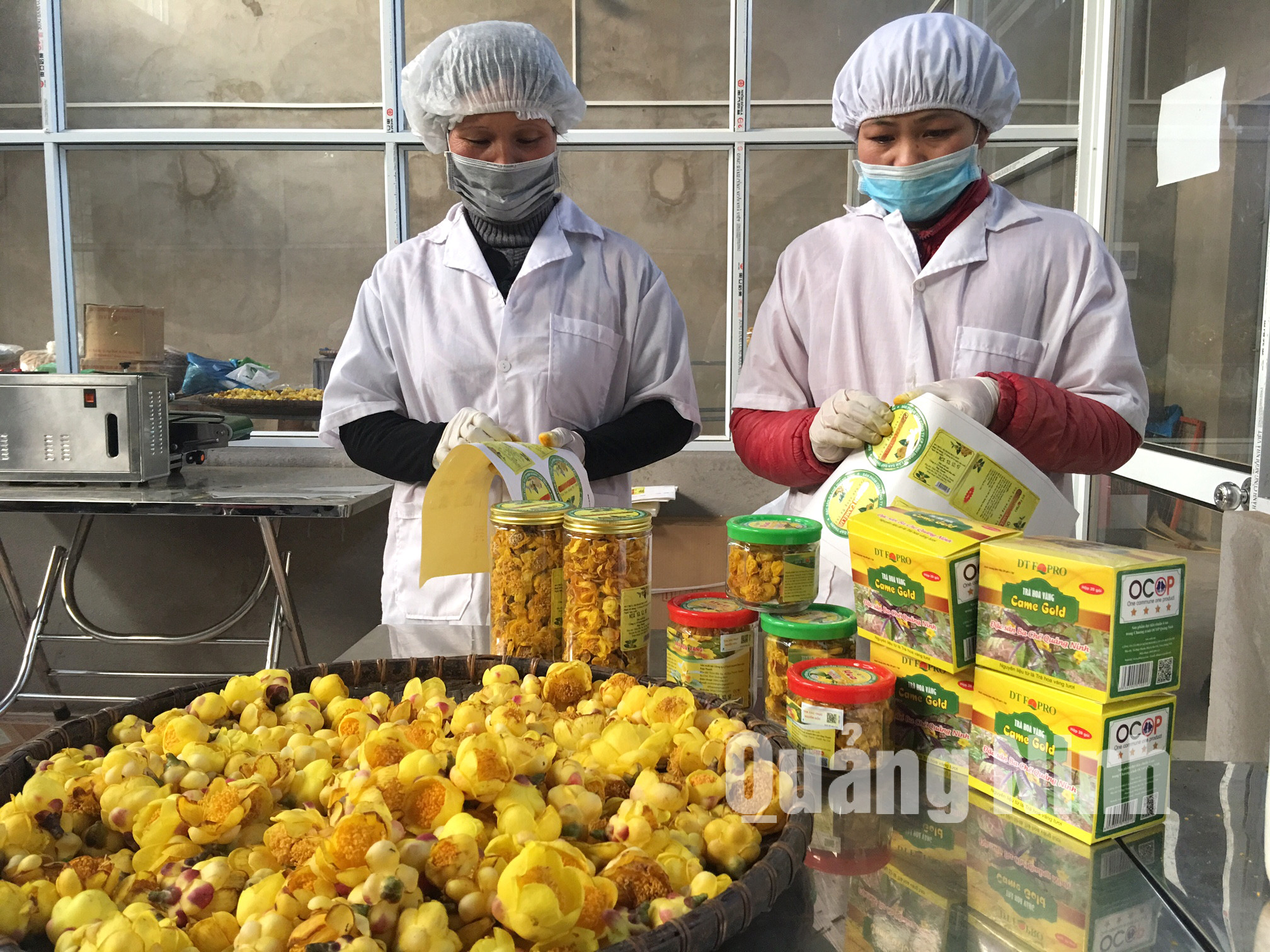 Đóng gói sản phẩm Trà hoa vàng (2-2018). Ảnh: Khánh Giang
