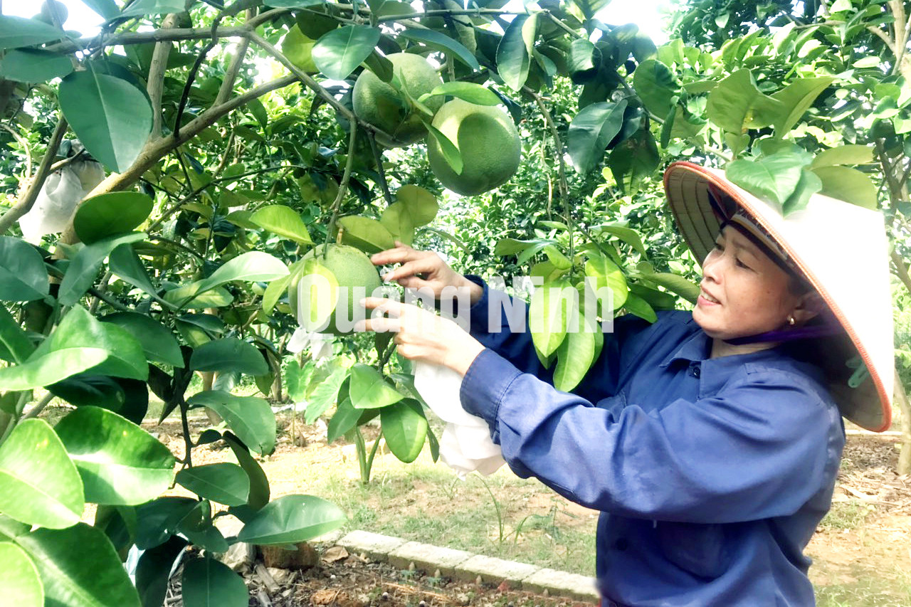 Người dân phường Phương Đông, TP Uông Bí, chăm sóc vườn cây ăn quả của gia đình (7-2019). Ảnh: Ngô Dịu