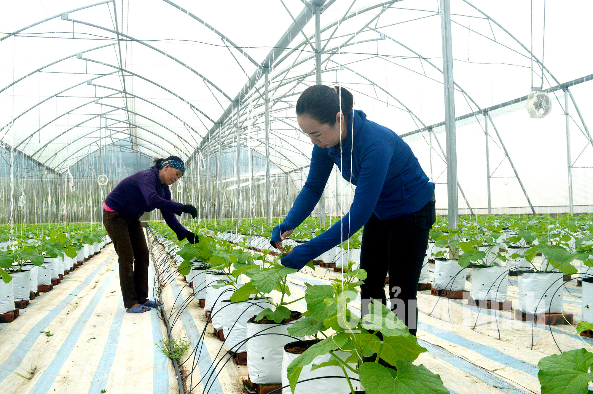 Nhà màng trồng dưa lưới của Công ty CP Thương mại và Xây dựng Đầm Hà (11-2020). Ảnh: Hoàng Quỳnh
