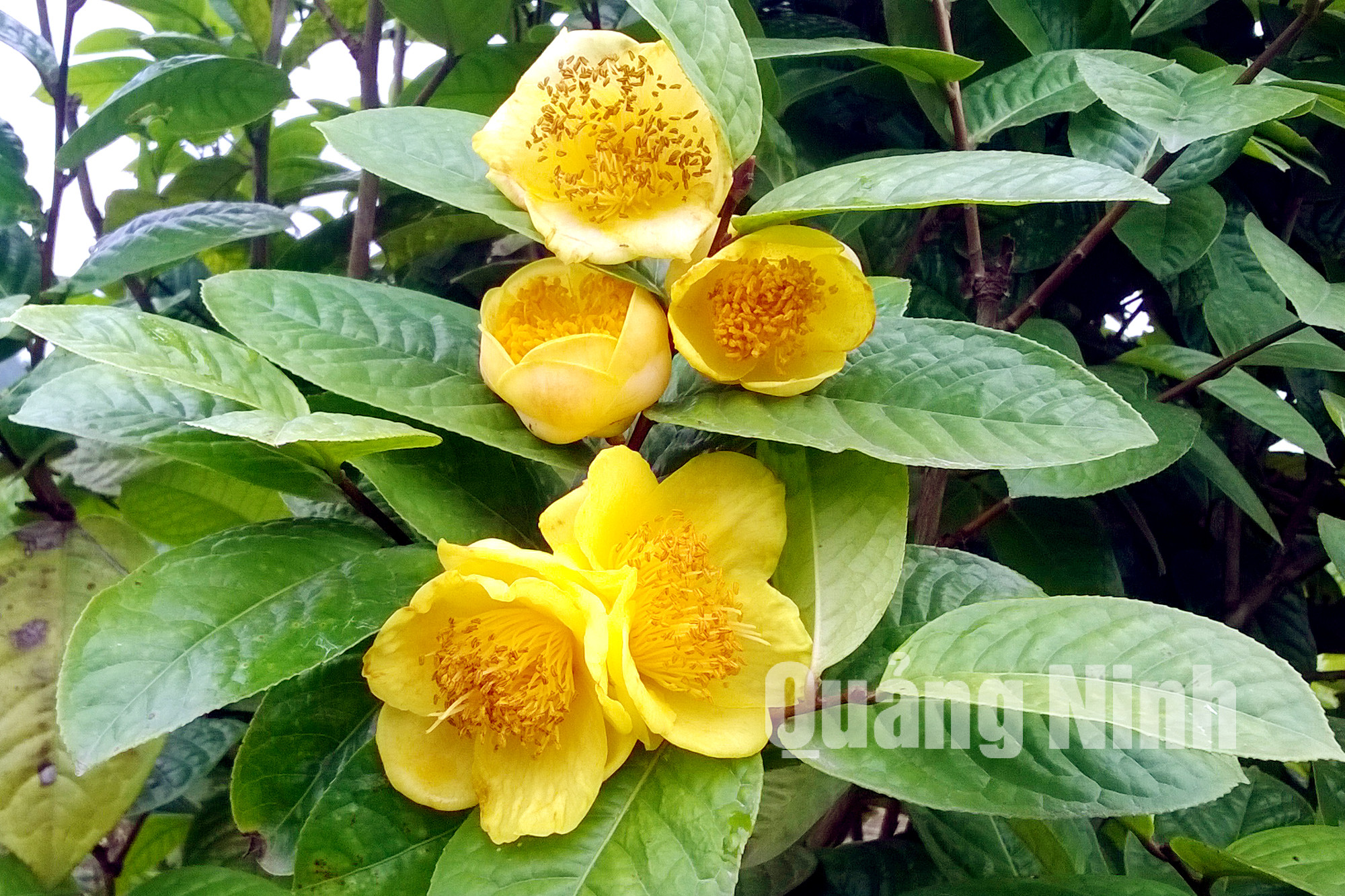 Trà hoa vàng có hoa màu vàng kim đặc trưng, màu sắc rực rỡ (1-2016). Ảnh: Phương Thúy