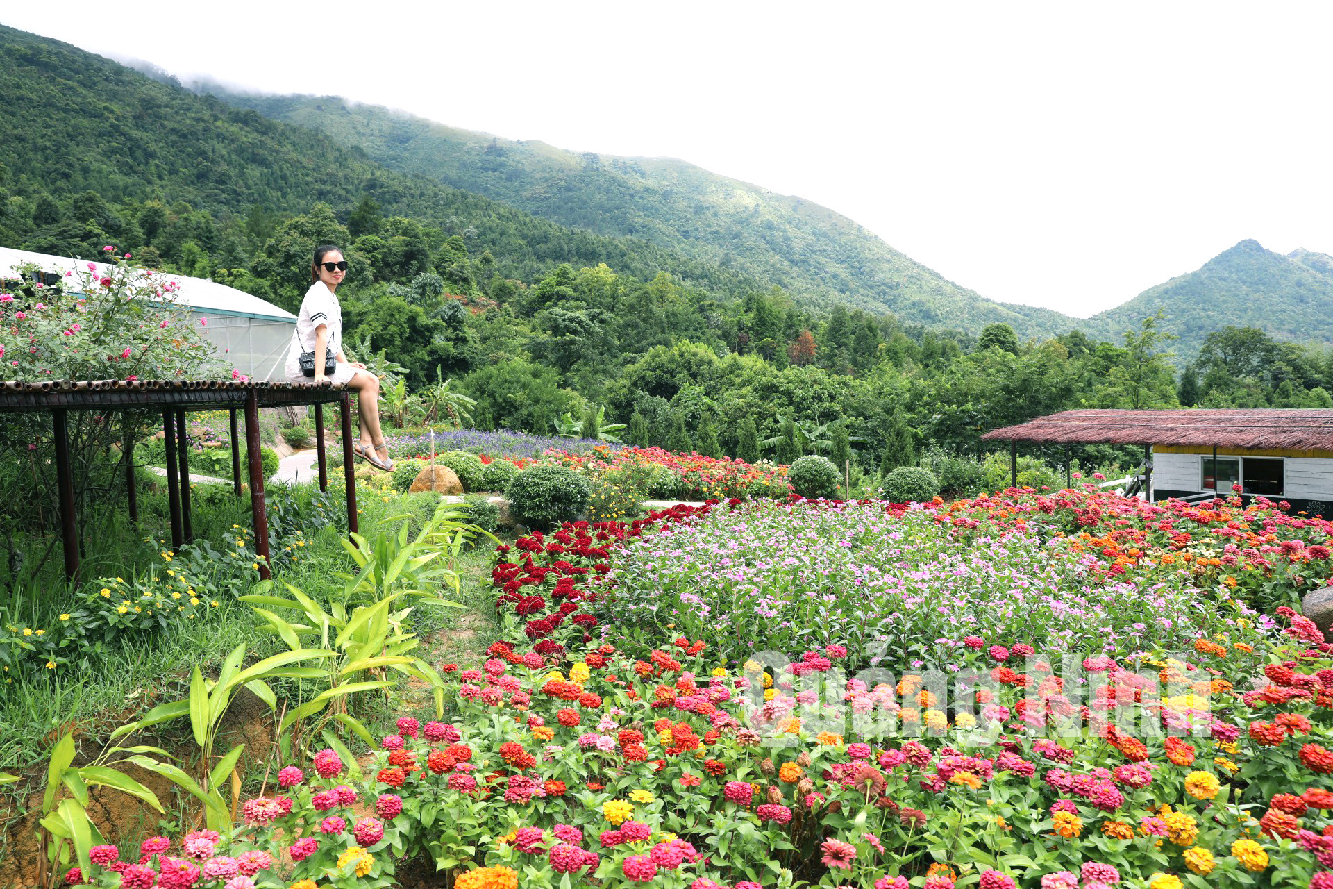 Vườn hoa Cao Sơn (8-2020). Ảnh: Đỗ Phương