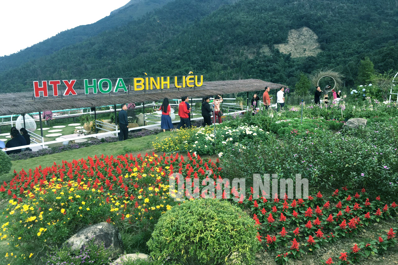 Du khách thăm vườn hoa Cao Sơn, Bình Liêu (11-2020). Ảnh: Vạn Thảo