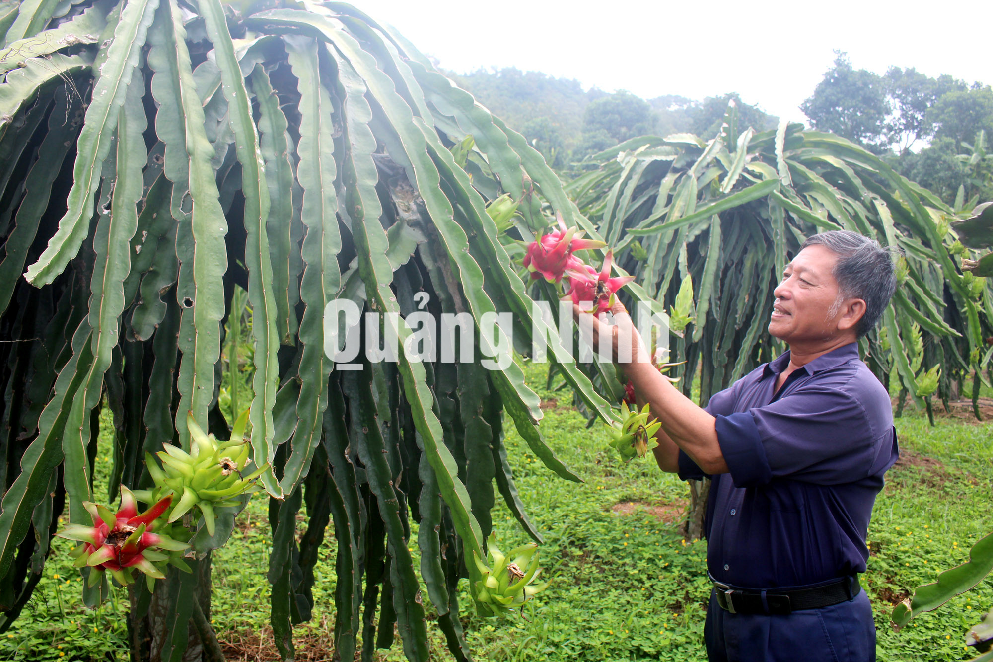 Chăm sóc cây thanh long ruột đỏ tại gia đình ông Ngô Văn Tích, khu Cửa Ngăn, phường Phương Đông (8-2019). Ảnh: Thu Chung
