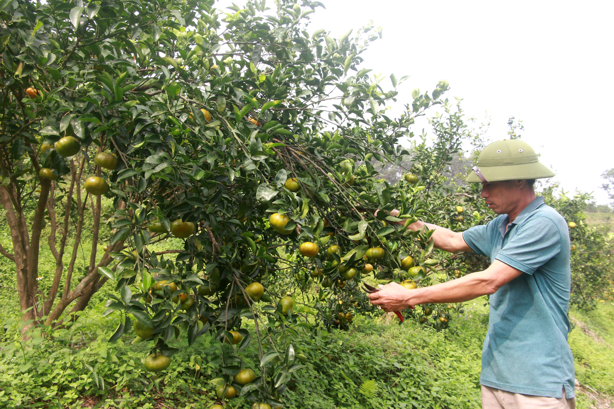 Anh Trần Văn Hậu, Chủ nhiệm HTX Nông Trang Vạn Yên bên vườn cam đang bước vào mùa thu hoạch. Ảnh: Mạnh Trường