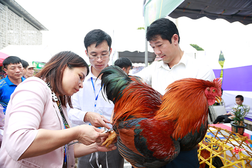 Lần đầu tiên, Ban Tổ chức đưa vào Tuần Văn hoá nội dung thi vua gà.