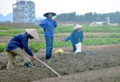 Mặc dù phần diện tích đất nông nghiệp nằm trong dự án Khu đô thị mới phường Yên Thanh đã có quyết định thu hồi nhiều năm nay nhưng người dân hiện vẫn tiếp tục canh tác.