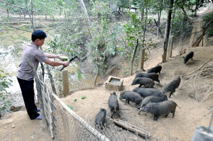 Chăn nuôi lợn rừng, lợn Mường đã và đang mang lại hiệu quả kinh tế cao cho người dân xã Tân Dân.  Ảnh: Đại Dương