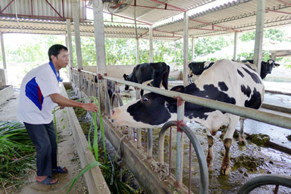 Mô hình nuôi bò sữa của gia đình anh Lê Mạnh Hùng, thôn Quảng Mản, xã Bình Khê mang lại giá trị kinh tế cao.