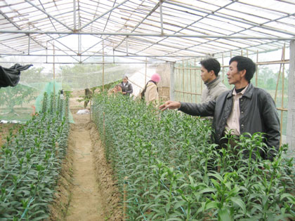 Trồng hoa ly, một trong những mô hình đem lại hiệu quả kinh tế cao cho người dân phường Hải Hoà (Móng Cái).                                         Ảnh: Ngọc Hà