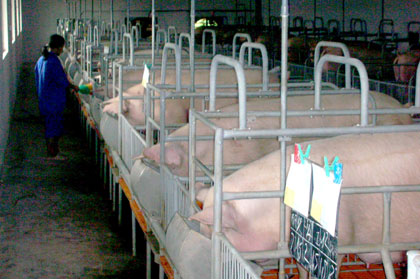  Khu nuôi lợn siêu nạc của Công ty Minh Châu được đầu tư và đưa vào hoạt động từ năm 2006, tại khu 5, phường Hà Khánh (Hạ Long). Hiện cơ sở có trên 1.400 con lợn nái.