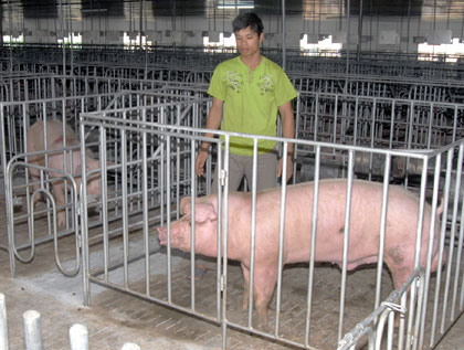 Sau khi tách chuồng khoảng 5 tháng, lợn thịt đã có trọng lượng trung bình từ 100-120kg/con.