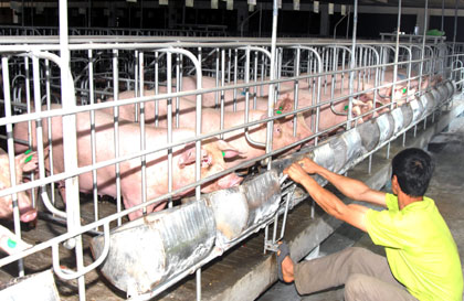 Mỗi năm cơ sở này đưa ra thị trường khoảng 12.000 con lợn thịt có tỷ lệ nạc từ 60-65%. 