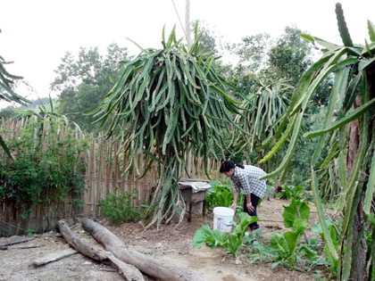 Việc người dân Ba Chẽ chuyển đổi các giống cây trồng kém hiệu quả kinh tế sang trồng thanh long đã giúp cho họ có đời sống ổn định.  Ảnh: PV