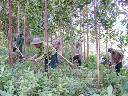  CBCS Đoàn KT-QP 327 chăm sóc diện tích rừng trong vùng dự án.