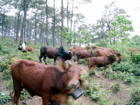 Chăn nuôi đại gia súc đang được nông dân các huyện miền núi đầu tư phát triển. Ảnh: Đàn bò của các hộ nông dân xã Lê Lợi, Hoành Bồ.