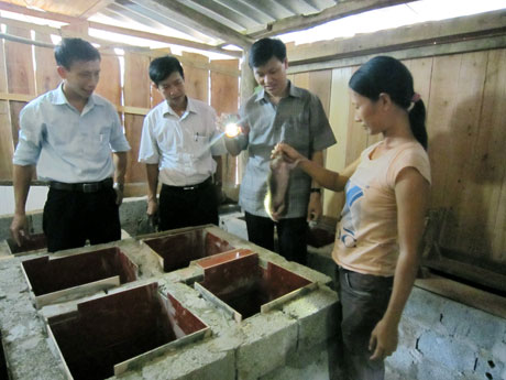 Mô hình nuôi dũi sinh sản ở hộ gia đình anh Đặng Văn Thành, thôn Tân Ốc 2, xã Đồng Sơn (Hoành Bồ).