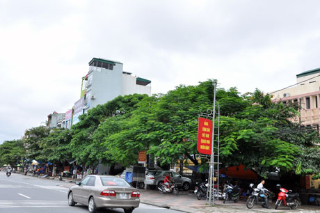 Do không được quy hoạch từ đầu nên chỉ một đoạn đường ngắn chưa tới 50m mà đã có tới 4, 5 loại cây (Như bằng lăng, phượng, gạo, bàng...) được trồng “lộ cộ”... (Ảnh chụp tại khu vực Cột 5).