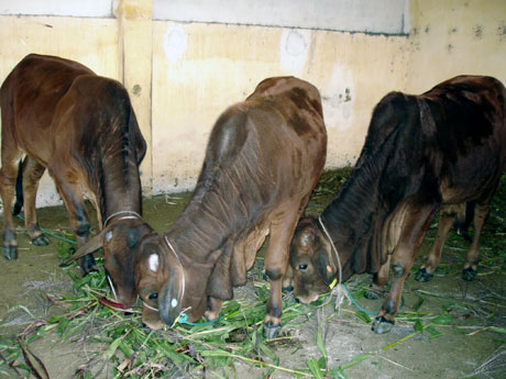 Nhờ lai tạo với giống bò lai sin đã cải tạo đàn bò vàng địa phương.