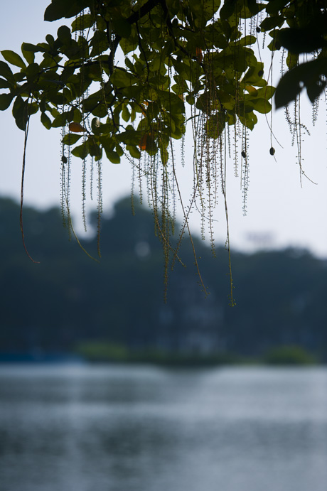 Bên hồ Gươm thơ mộng có 2 cây lộc vừng nhiều năm tuổi.