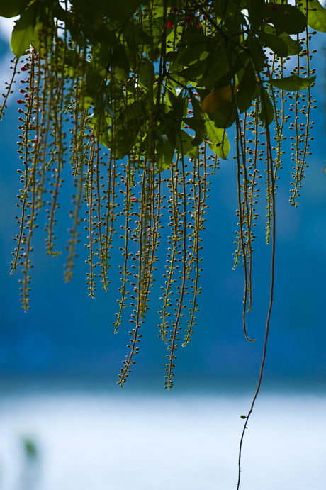 Hoa như buông mành bên hồ Gươm.