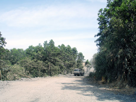 Trồng cây xanh trong khai trường mỏ của Xí nghiệp Than Khe Tam.