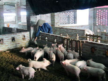 Trang trại chăn nuôi lợn của hộ gia đình chị Lê Thị Thuỳ Dung, thôn 10, xã Hải Đông.