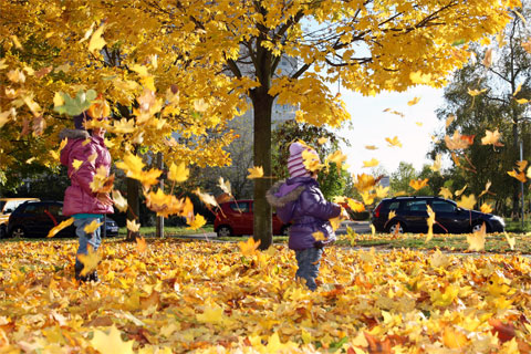 50 hình ảnh mùa thu đẹp lãng mạn ngất ngây  ảnh mùa thu là rụng đẹp