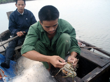 Nghề nuôi cua biển được nông dân xã Đồng Rui (Tiên Yên) đưa vào nuôi mang lại hiệu quả kinh tế cao.