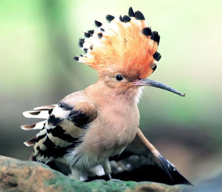 Hình ảnh Chim đẹp Nhân Vật Thực Tế PNG  Chim Thực Tế Con Chim đẹp 3d  Thực Tế PNG miễn phí tải tập tin PSDComment và Vector