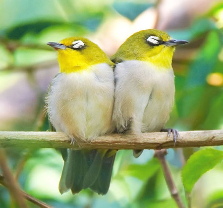 ẢNH] TOP 25 loài chim quý hiếm và tuyệt đẹp