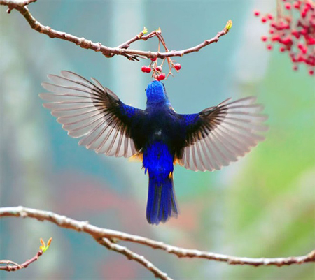 Học tiếng Anh qua hình ảnh : các loài chim (khổ 53x78) - Hồng Ân Trực Tuyến