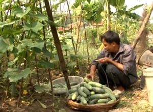 Hiệu quả kinh tế từ trồng dưa leo Lai Cúc 71