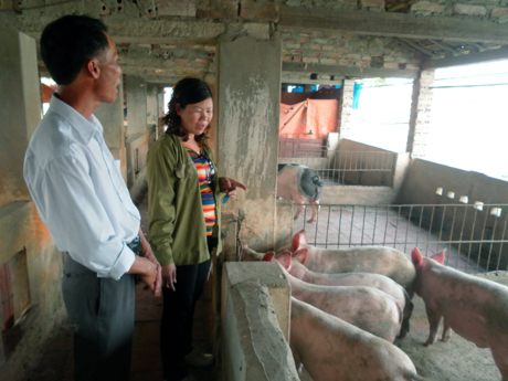 Mô hình nuôi lợn thịt của gia đình chị Phạm Thị Thà mang lại hiệu quả kinh tế cao.