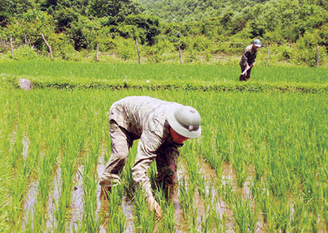 Mô hình trồng lúa nước ở Trạm Thông tin Hồng Hải (Phòng Tham mưu, Bộ CHQS tỉnh).