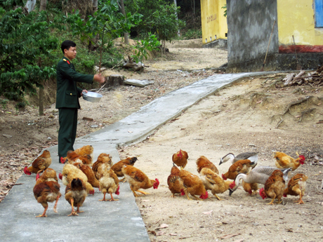 Chăn nuôi gia cầm ở Ban CHQS huyện Vân Đồn.