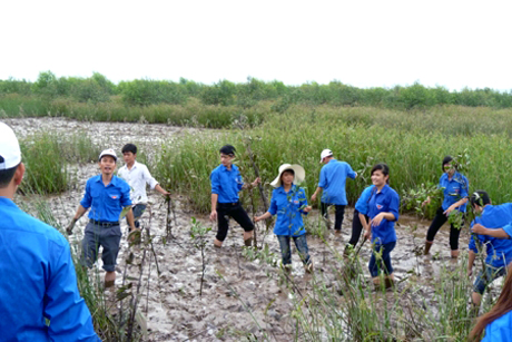 ĐVTN TP Uông Bí ra quân trồng rừng ngập mặn tại khu vực xã Điền Công.