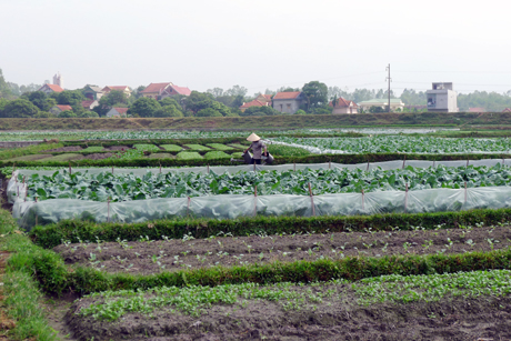 Chăm sóc rau tại vùng rau Cộng Hòa (TX Quảng Yên).