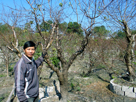 Từ trồng đào nhiều hộ dân đã thoát nghèo và vươn lên làm giàu. Trong ảnh: Vườn đào của gia đình anh Nguyễn Xuân Quảng.