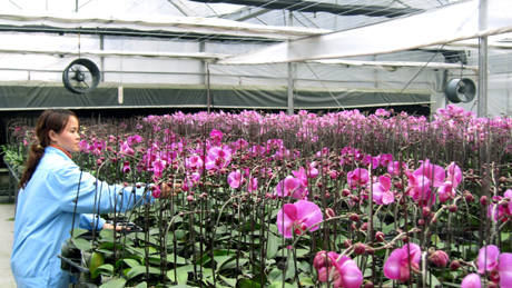 Vườn lan hồ điệp được sản xuất theo công nghệ “Nhà nylon kín và máy lạnh” tại Trung tâm KH&SX lâm nông nghiệp Quảng Ninh.