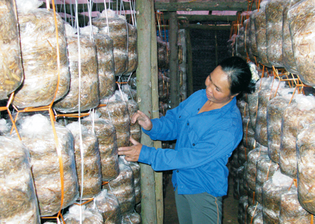 Sau khi được học nghề, chị Nguyễn Thị Oanh (thôn 3, xã Quảng La, Hoành Bồ) đã áp dụng kiến thức để tổ chức mô hình trồng nấm. Dự kiến trong vụ Tết này chị sẽ thu khoảng 30 triệu đồng.