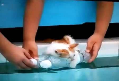 Màn hành hạ mèo trongchương trình “Con yêu của mẹ” phát sóng trên VTV3 tối 17/4.
