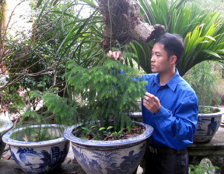 Anh Phạm Văn Sự bên gốc tùng Yên Tử được ươm gieo thành công tại vườn nhà.