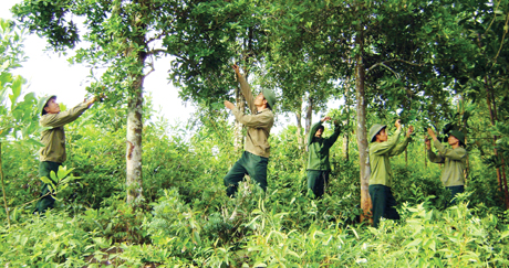 CBCS Lâm trường 27 chăm sóc rừng bảo vệ vành đai biên giới.