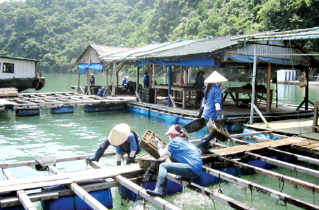 Cơ sở nuôi trai lấy ngọc của Công ty TAIHEIYO SHIN JU VIETNAM tại vùng biển Vân Đồn.