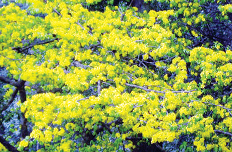 Mai vàng Yên Tử - một trong những thực vật tiêu biểu của Khu rừng quốc gia Yên Tử.